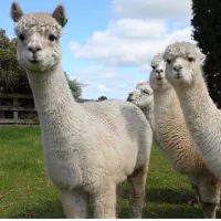 荷蘭原裝進口駝羊毛