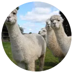 荷蘭原裝駝羊毛