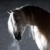 荷蘭原裝進口馬毛